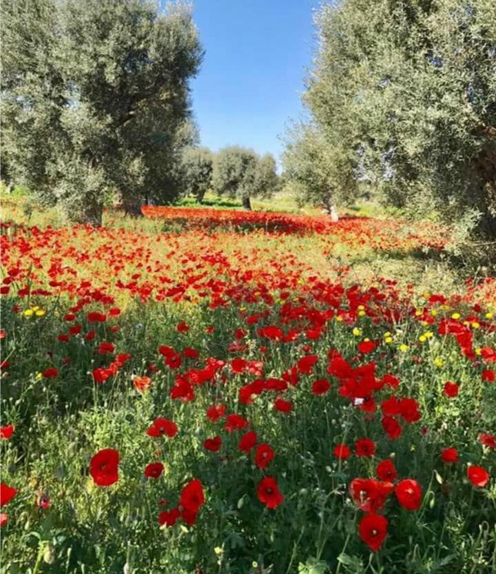 Вилла Trulli Francesca Ciclovia Локоротондо Экстерьер фото